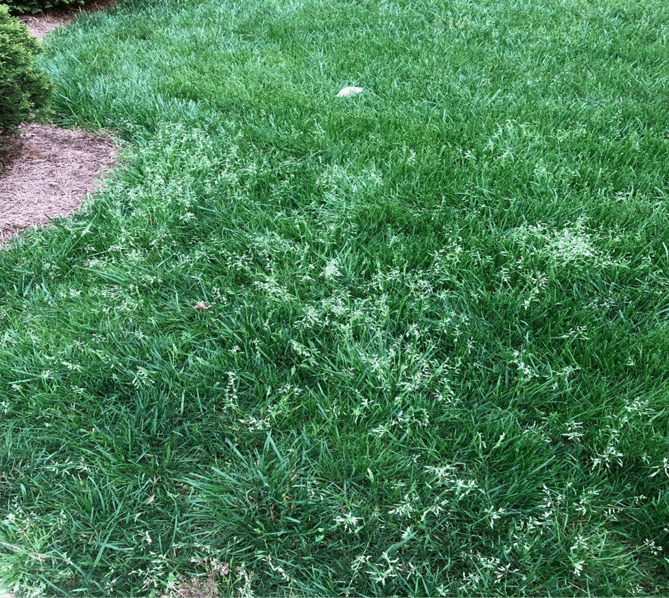 Poa Annua 2