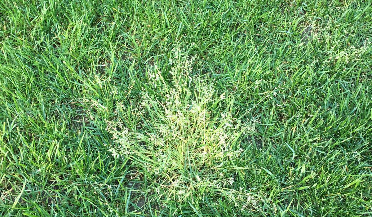 Charlotte fescue lawn with light green poa annua patches and seed heads