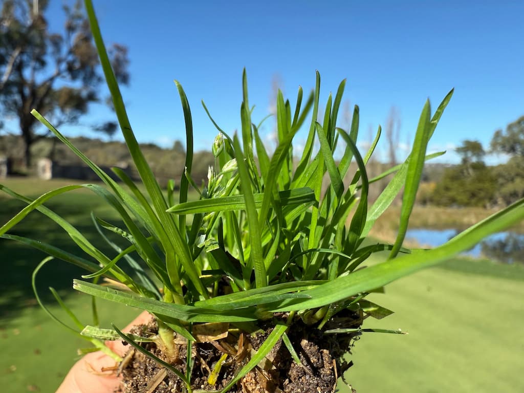 Poa Annua