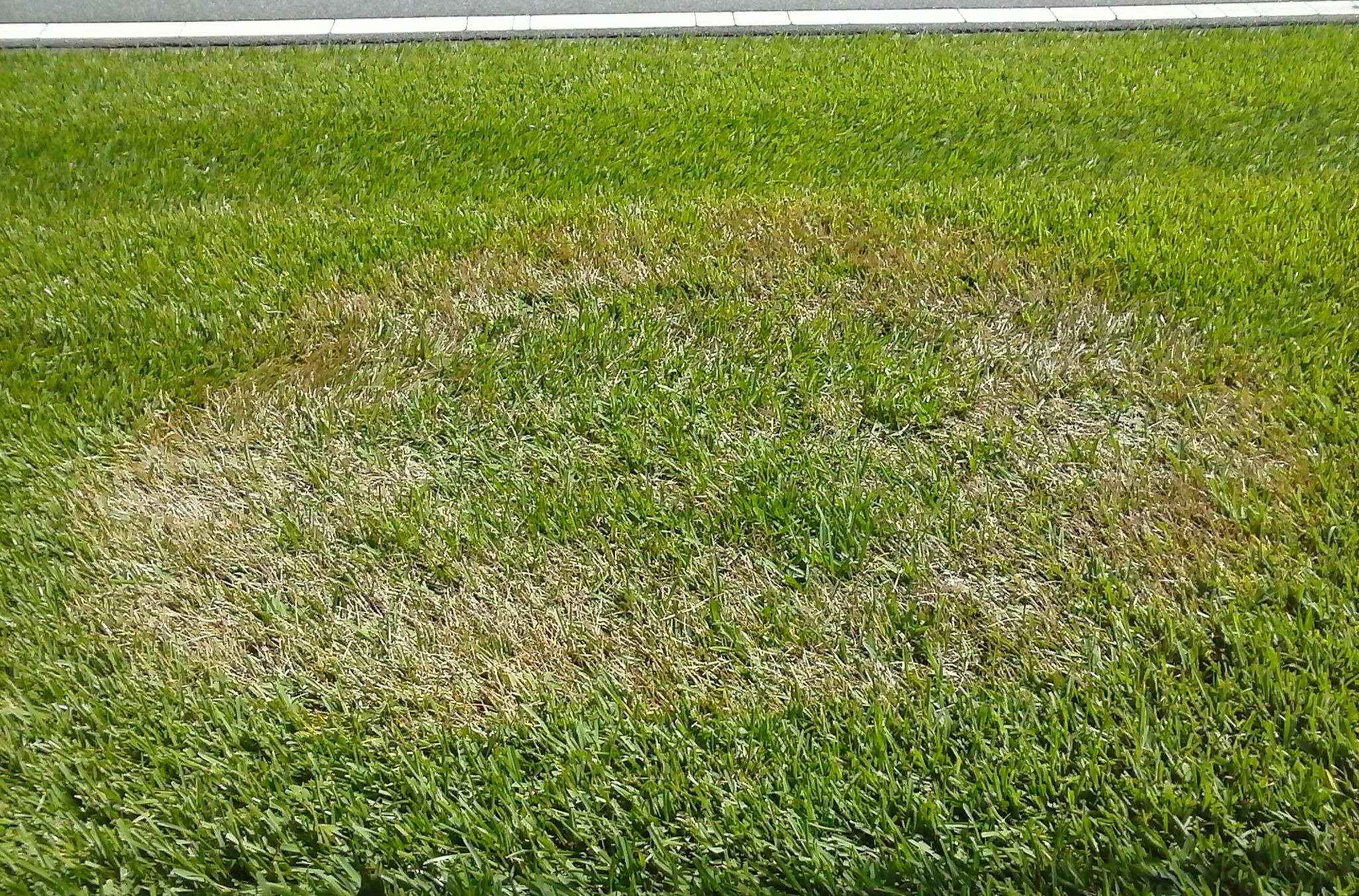 Lawn receiving professional care in Charlotte, North Carolina