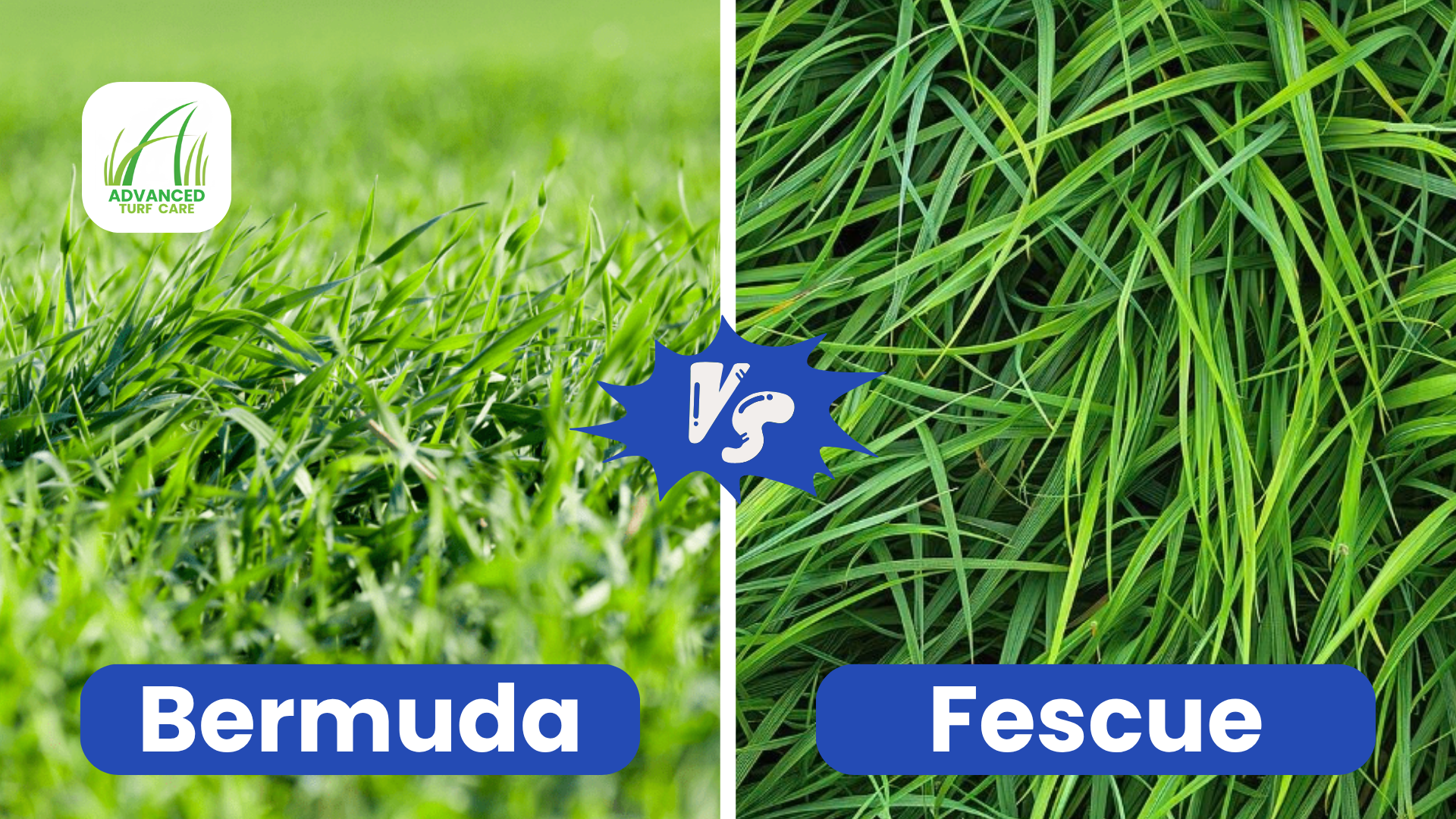 Bermuda vs Fescue