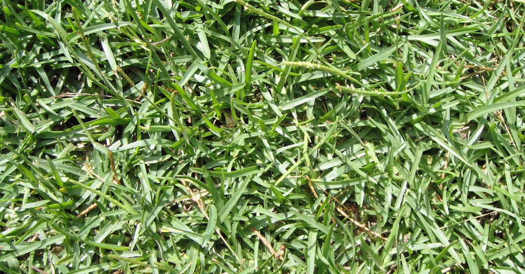 Centipede Grass