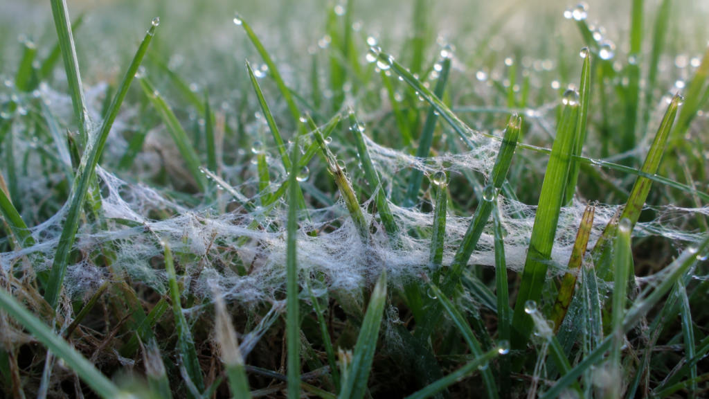 Dew Drops