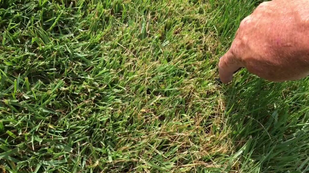 Heat Stress on fescue