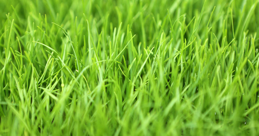 Perennial Ryegrass