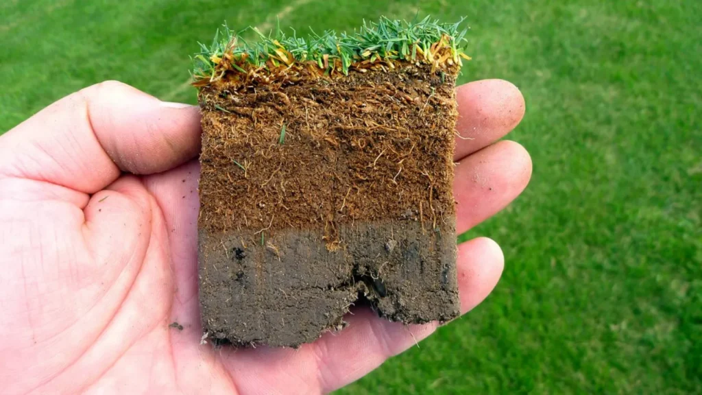 Thatch Buildup on Bermuda