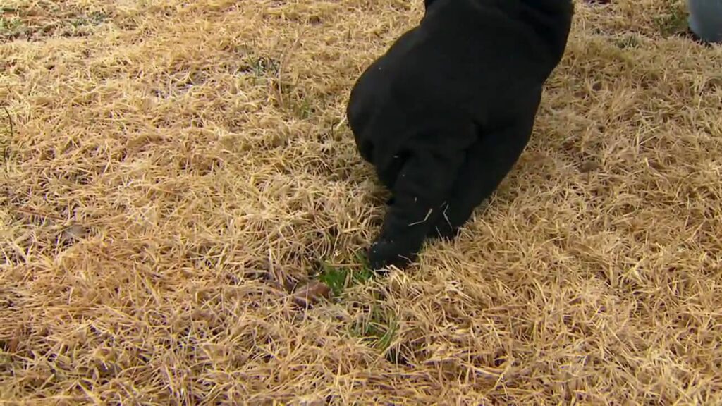 Winter Dormancy Bermuda