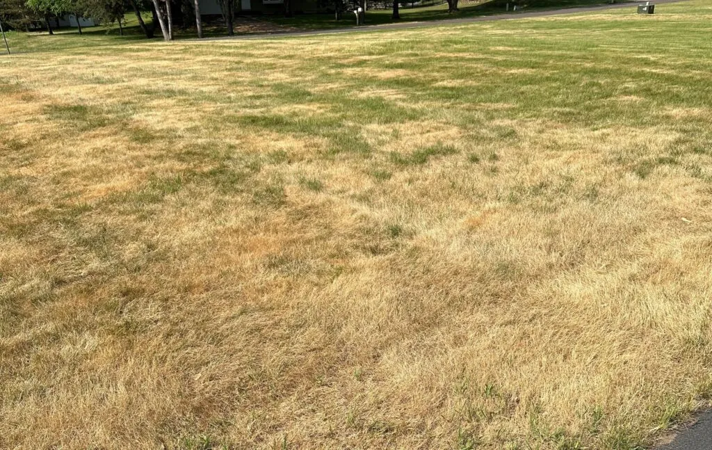 Winterkill on fescue