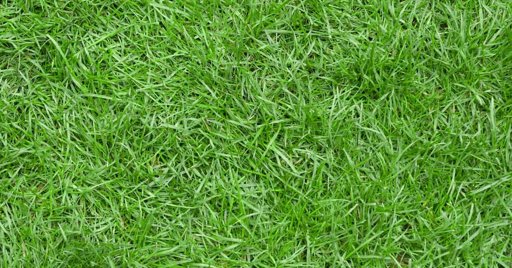Zoysia Grass
