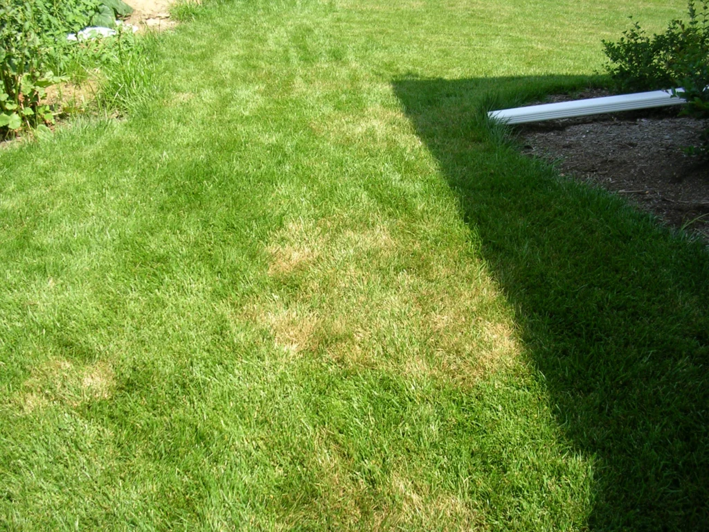 brown patch on fescue