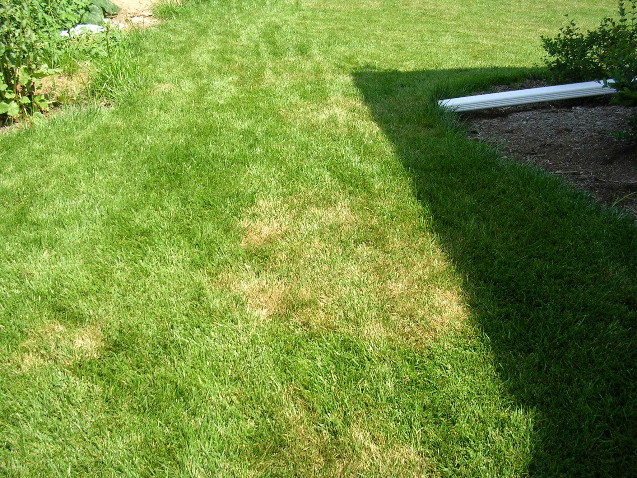 Charlotte lawn showing circular brown patch fungal damage