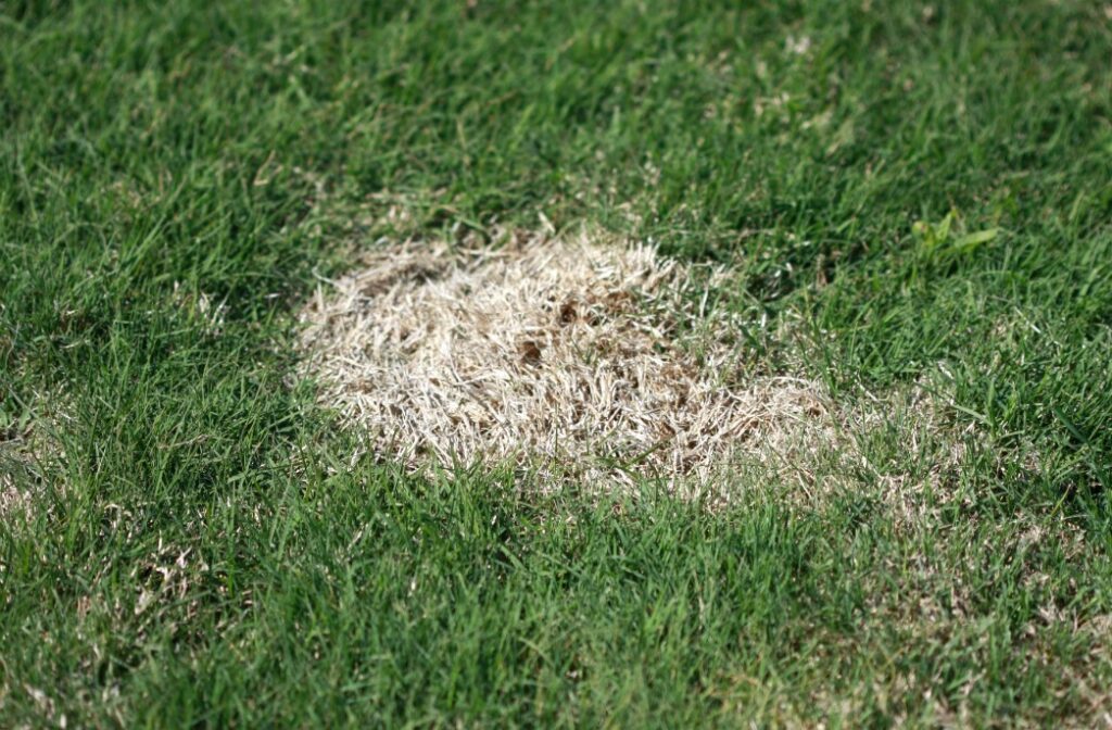 spring dead spot bermuda