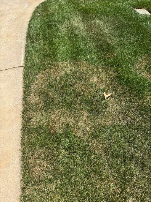 Brown Patch 1